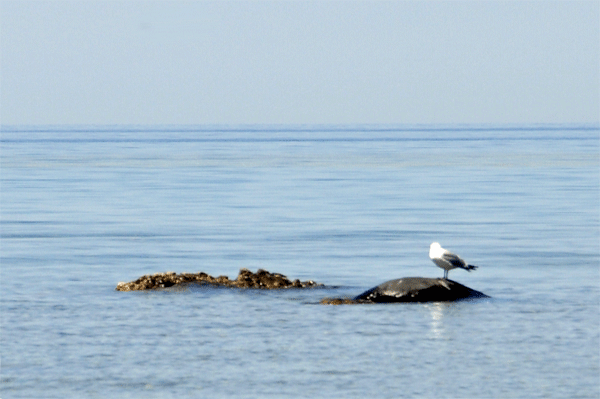 a seagul on a rock at Lake Michigan