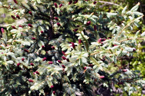 close-up of one treee 