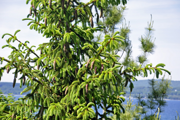 close-up of one treee 