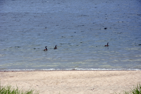 ducks in the water