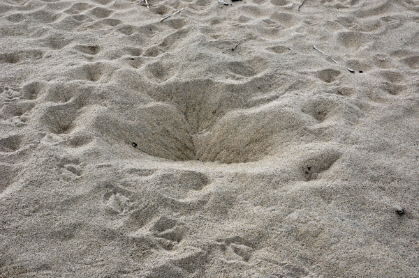 duck hole on the beach