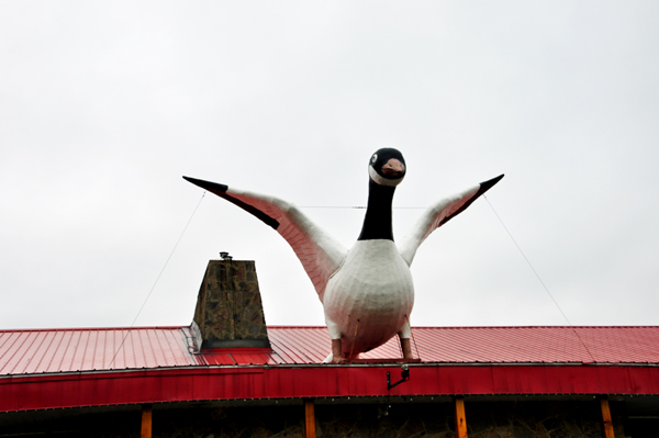 And?another Wawa Goose