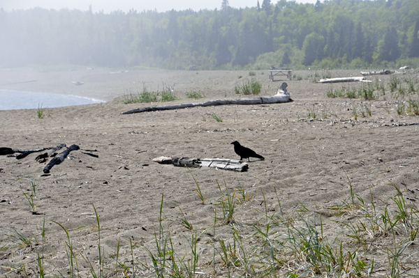 ravens on Terrace Bay Beach.