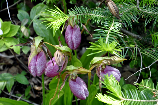 Lady Slippers