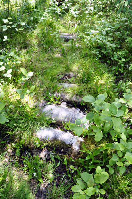 logs on the trail