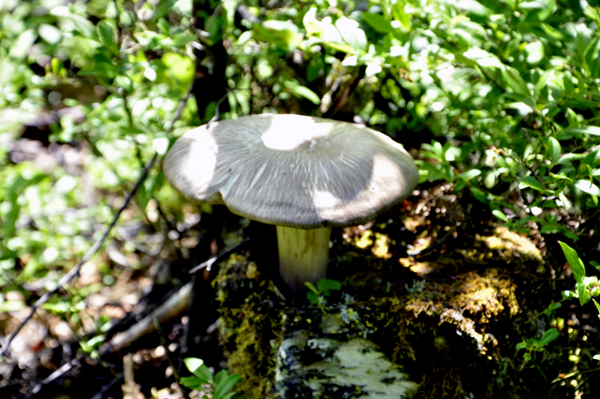 a big mushroom