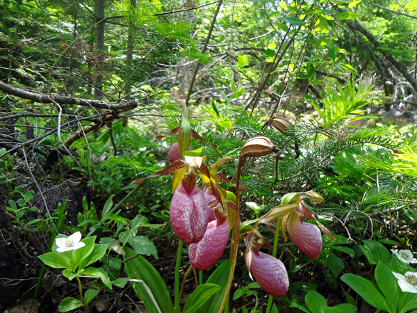 Lady Slippers