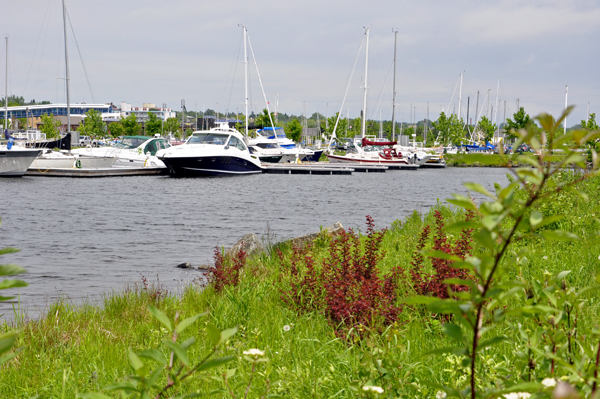 view of the boats from the park