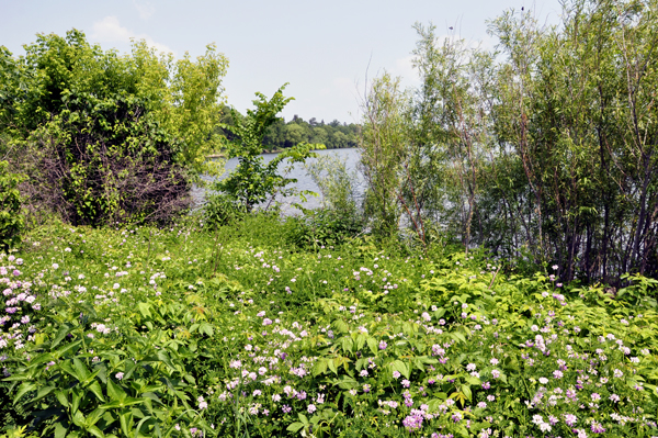 a pond behind the Chamber of Commerce