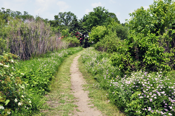 pathway and flowers