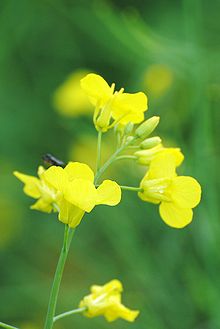 Canola flower