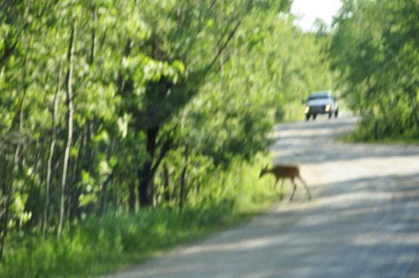 a deer in the campground