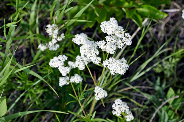 babies-breath flowers