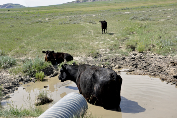 cows in a mud puddle