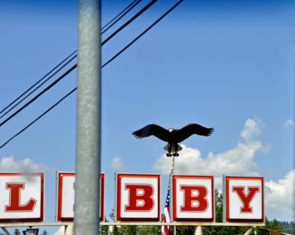 Eagle in Libby Montana