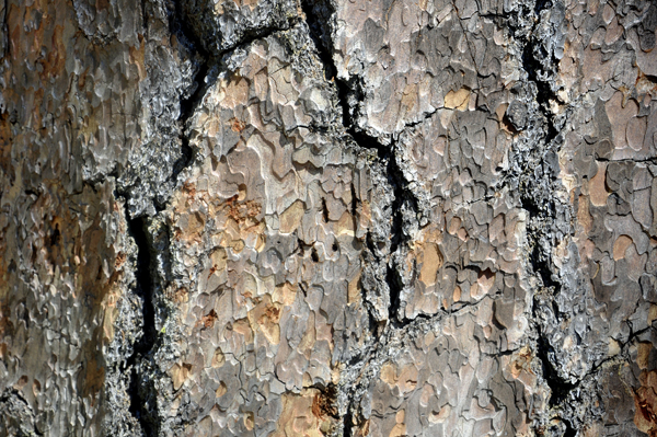 bear claw marks in a tree