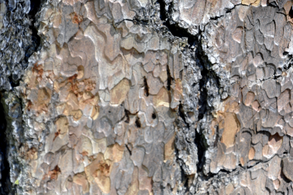 bear claw marks in a tree