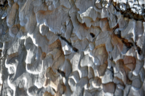 bear claw marks  in a tree