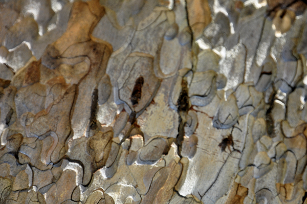 bear claw marks  in a tree