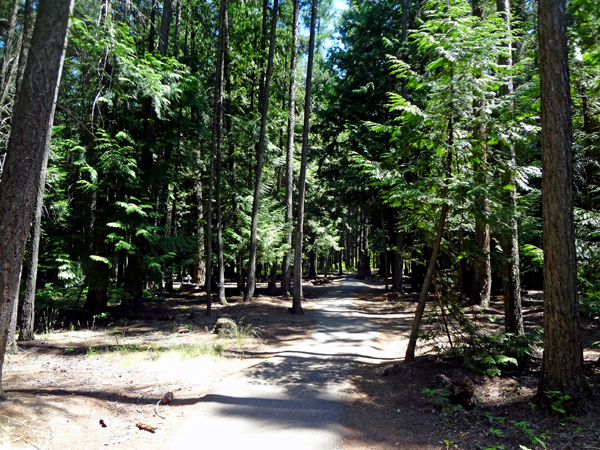 a scenic walk through the pine trees