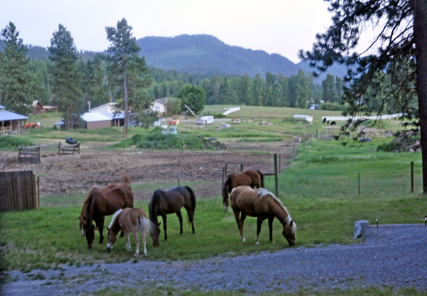 Horses from a neighboring area