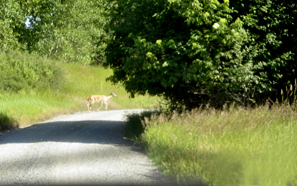 A deer runs across the road