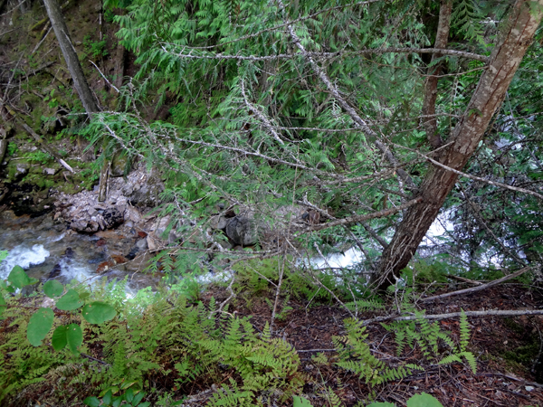 the flow of water from Myrtle Falls