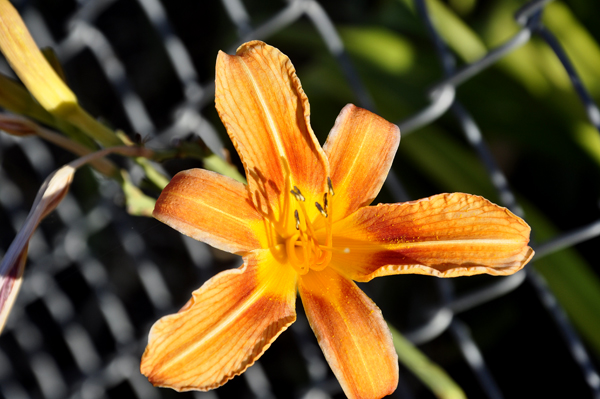 a flower sticking through the Windmill Garden's fence