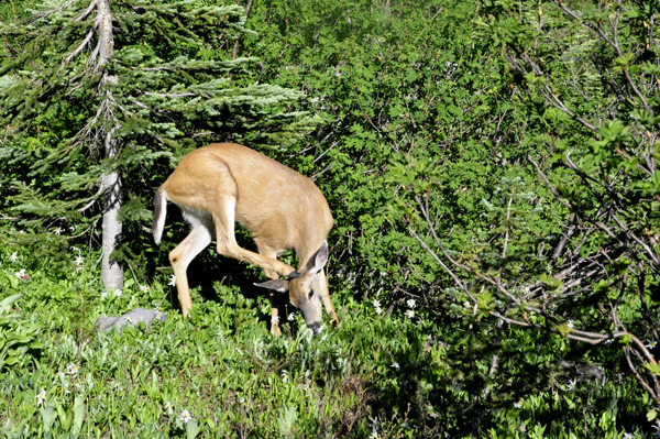 The deer scratches an itch!