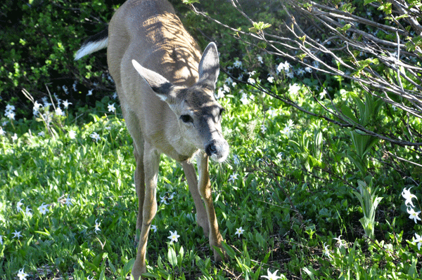 deer