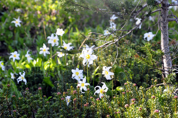 flowers