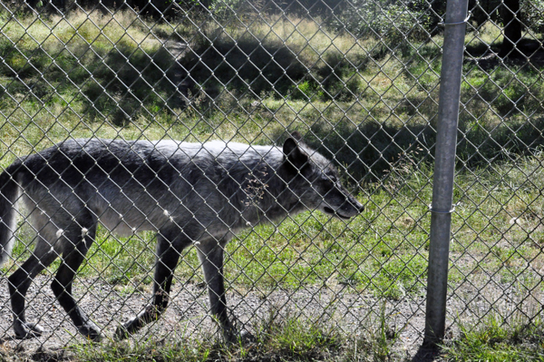 Shadow, a grey wolf