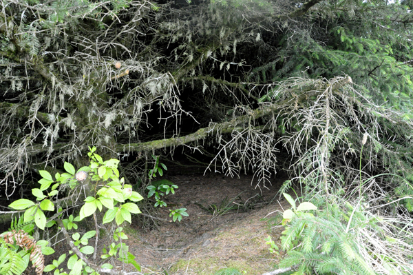a big gap in the trees, making a neat cave