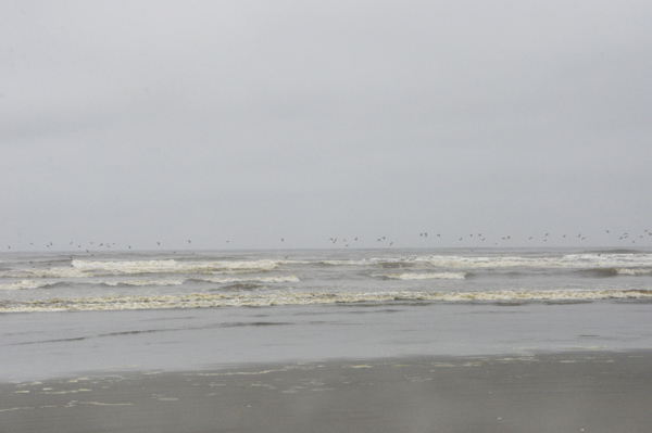 Flocks of birds flying over the ocean shore. 