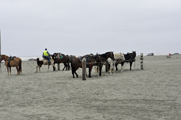 horses on the beach