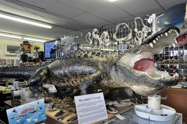 inside the shop a real alligator named George 