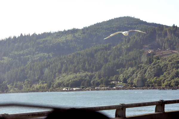 a seagull flying close to the RV window