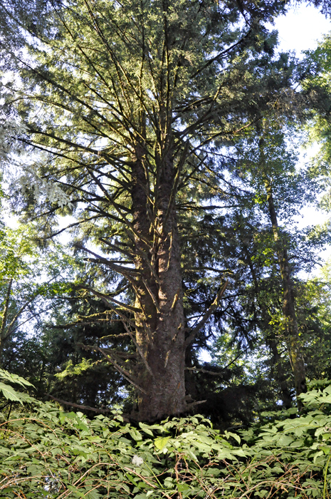 Lee Duquette admires the trees