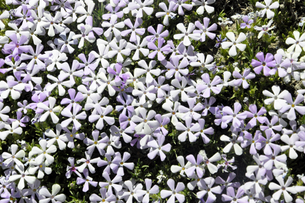 Beautiful flowers