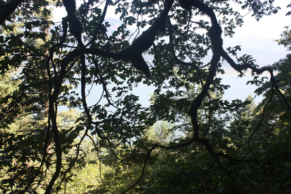 a tree dangling in front of the Columbia River