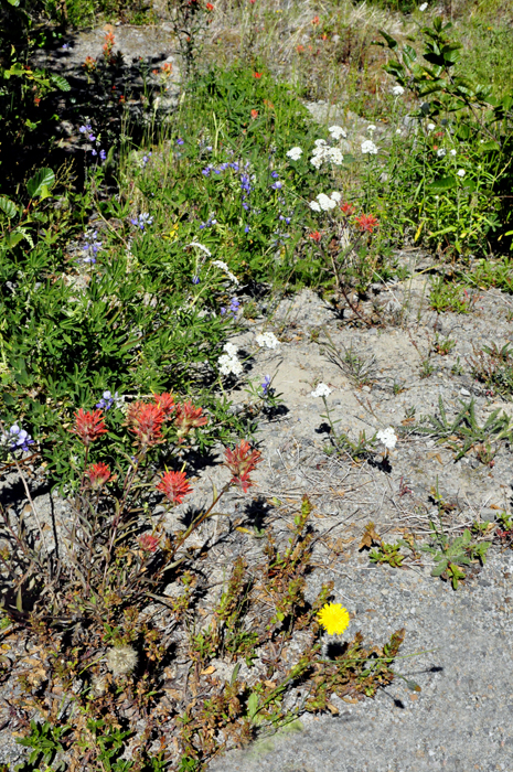 flowers are blooming once again on Mount Saint Helens