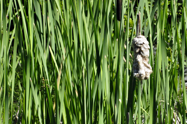 tall grasses in Coldwater Lake