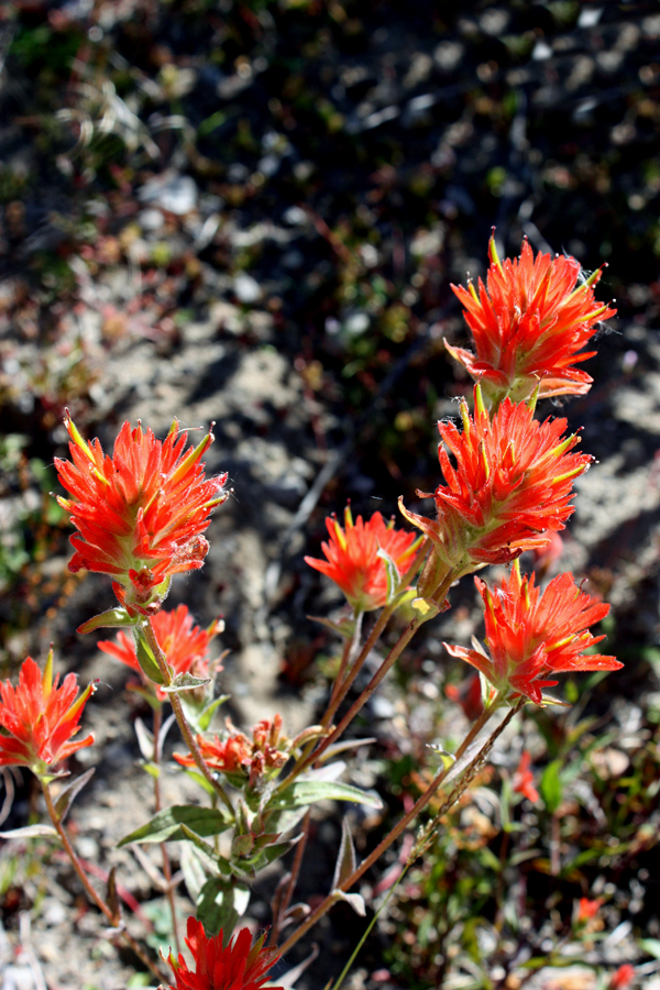 flowers are blooming once again on Mount Saint Helens