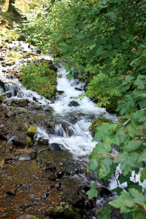 the water from Wahkeena Falls as it rumbles by the roadside