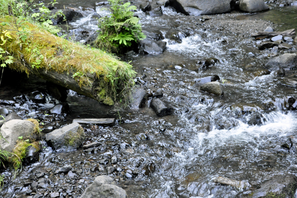 A moss covered log in the stream