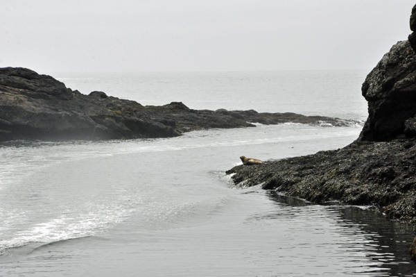 A big brown seal resting on the shoreline