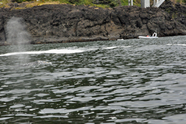 whale spouting