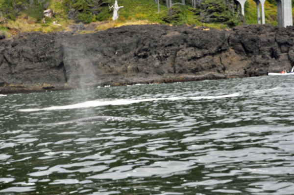 whale spouting