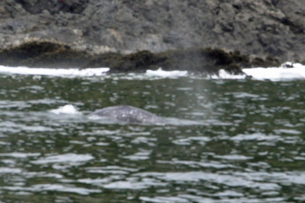 whale spouting