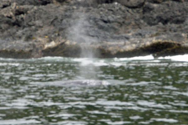 whale spouting